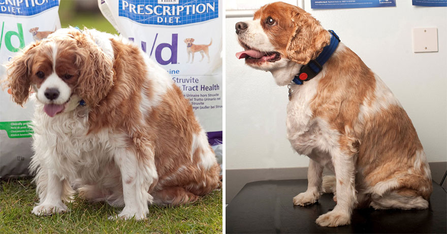 fat-animals-lose-weight-obesity-pet-fit-club-pdsa-uk-23 fat-animals-lose-weight-obesity-pet-fit-club-pdsa-uk-23