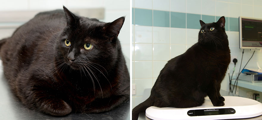 fat-animals-lose-weight-obesity-pet-fit-club-pdsa-uk-5 (2) fat-animals-lose-weight-obesity-pet-fit-club-pdsa-uk-5 (2)