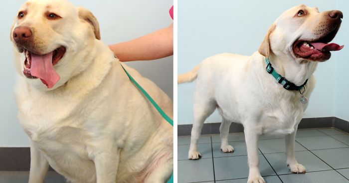 Pet Fitness Club Helps Obese Animals Lose Weight – See Their Amazing Transformations