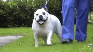 fat-animals-lose-weight-obesity-pet-fit-club-pdsa-uk-gif-5 fat-animals-lose-weight-obesity-pet-fit-club-pdsa-uk-gif-5