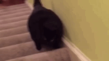 fat-animals-lose-weight-obesity-pet-fit-club-pdsa-uk-gif-6 fat-animals-lose-weight-obesity-pet-fit-club-pdsa-uk-gif-6