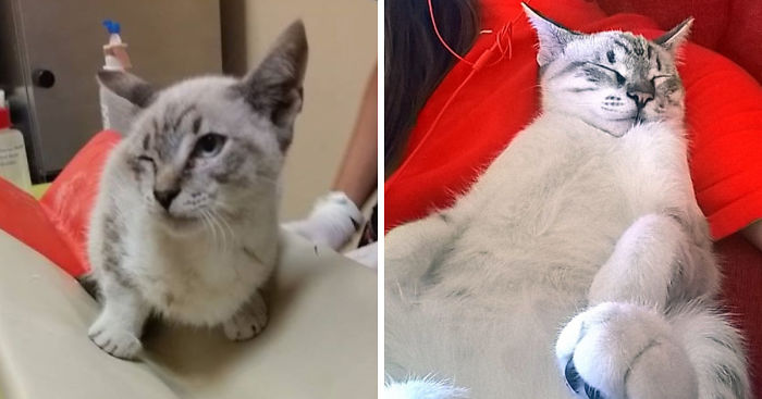 We Adopted A Cat And It Couldn’t Be Better