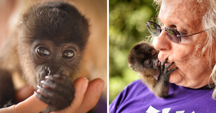 This Baby Monkey Taught Me A Lesson About The Purity We Don’t See In Humans