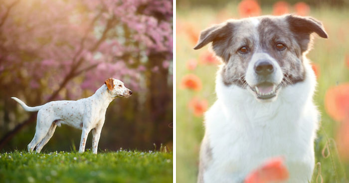 12 Reasons Why You Should Adopt A Dog