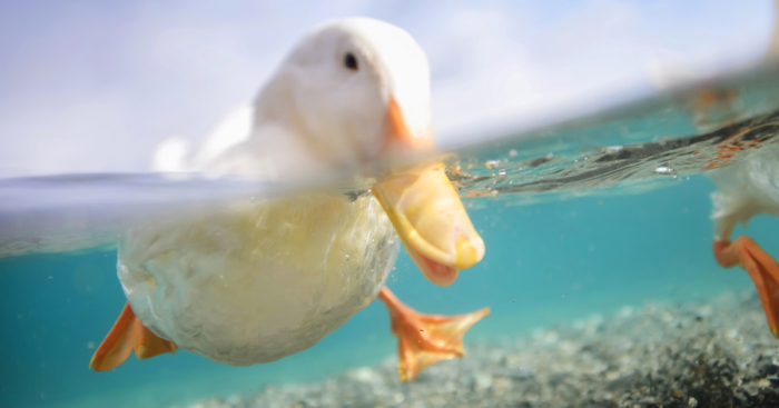 I Photograph The World From The Water