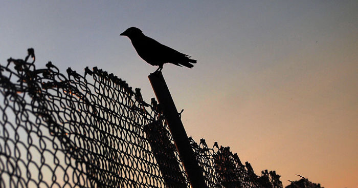 I Look For Art When I Go Birdwatching (Part 2)