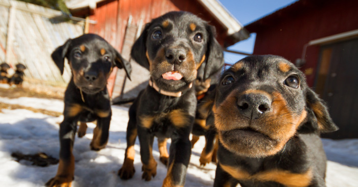 I Got Attacked By Really Cute Puppies