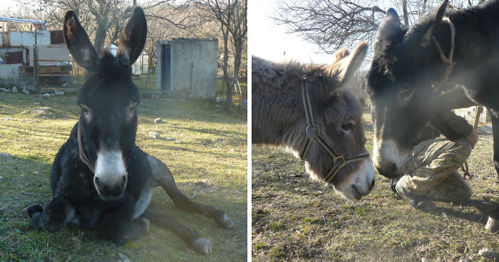 Donkey Duo Saved From Being Turned Into Sausages On Christmas