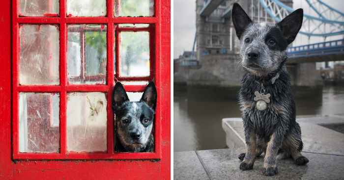 A Dog’s Life In London