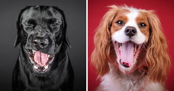 I Shoot Dogs… With My Camera!