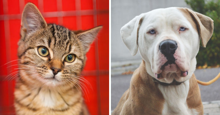 We Photograph Shelter Animals To Help Them Find Forever Homes