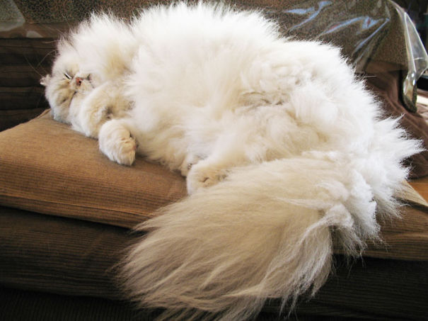 Fluffy Cat