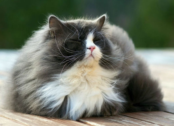Fluffy Cat