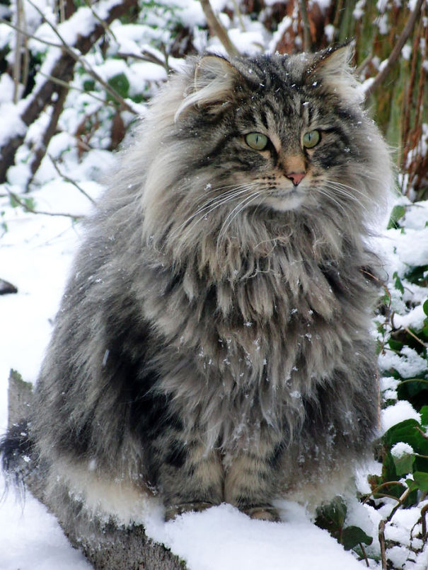 Fluffy Cat