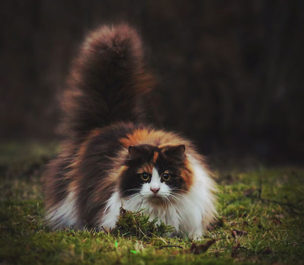 Fluffy Cat