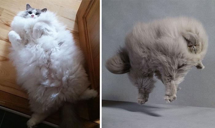 213 Of The Fluffiest Cats In The World