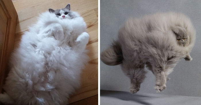213 Of The Fluffiest Cats In The World
