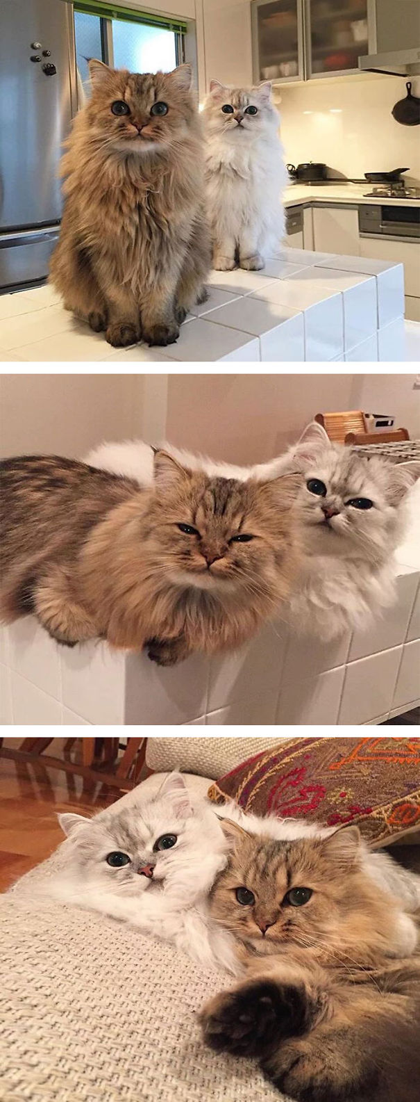 Fluffy Cats