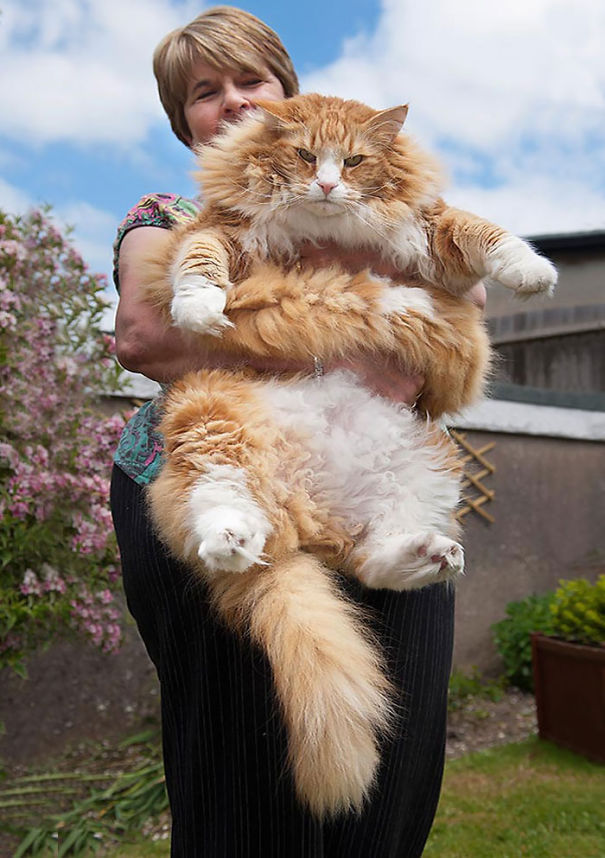 Fluffy Cat
