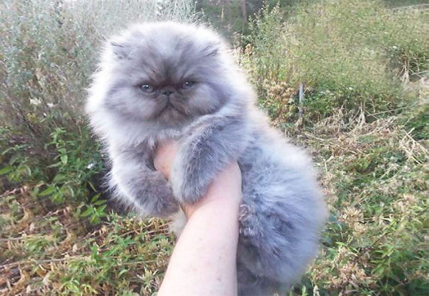 Fluffy Cat