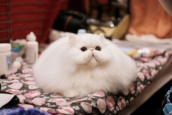 Fluffy Cat