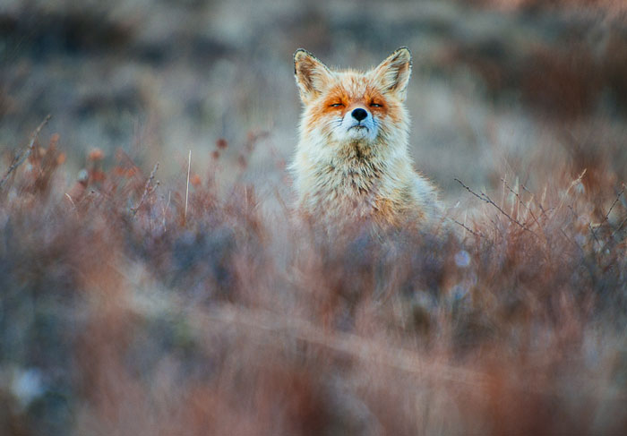 Russian Miner Spends His Breaks Photographing Foxes In The Arctic Circle (Part 2)