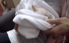 frozen-kitten-rescued-adopted-bingham-family-lazarus-gif-12