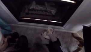 frozen-kitten-rescued-adopted-bingham-family-lazarus-gif-15 frozen-kitten-rescued-adopted-bingham-family-lazarus-gif-15