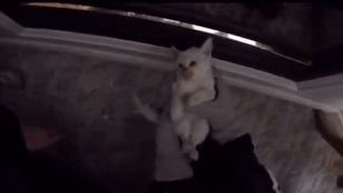 frozen-kitten-rescued-adopted-bingham-family-lazarus-gif-9