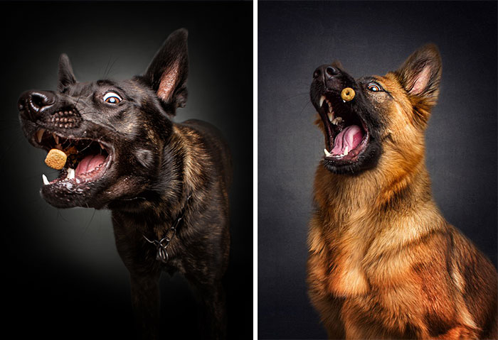 Photographer Captures Hungry Dogs’ Hilarious Expressions When They Catch Treats