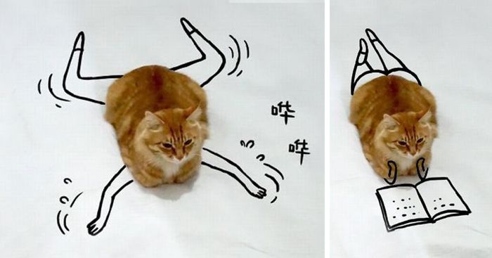 Challenge: Doodle This Cat Photo To Give Him New Adventures (261 Pics)
