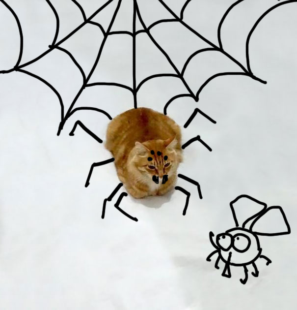 Spidercat