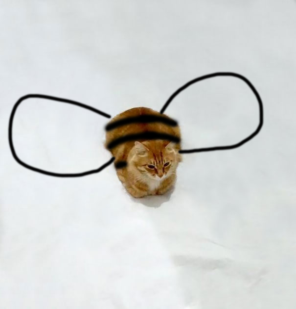 Bumble Kitty.