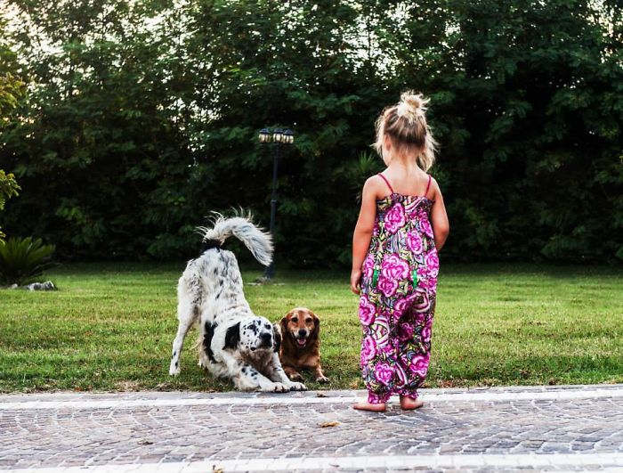 The Little Dog Trainer