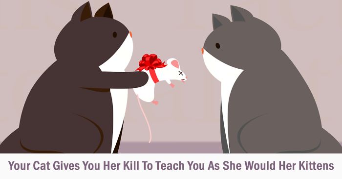 10 Quirky Human And Animal Gift-Giving Customs