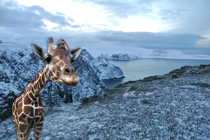 Giraffe In The Northernmost Point Of Europe