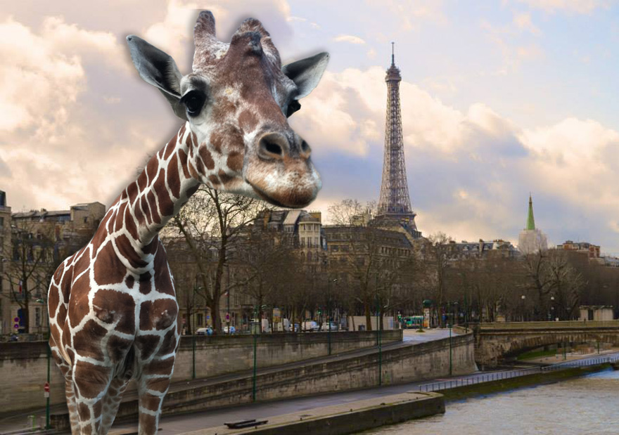 Giraffe In Paris!