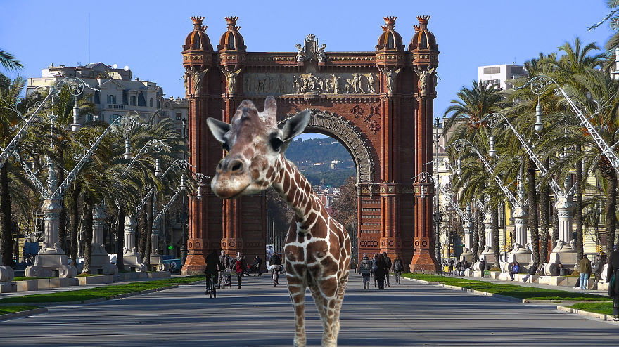 Giraffe In Barcelona By The Arc De Triomf
