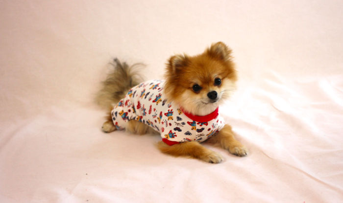 Half Pomeranian / Half Fox Tries To Find His Place In The World Using His Adorable Outfits Half Pomeranian / Half Fox Tries To Find His Place In The World Using His Adorable Outfits