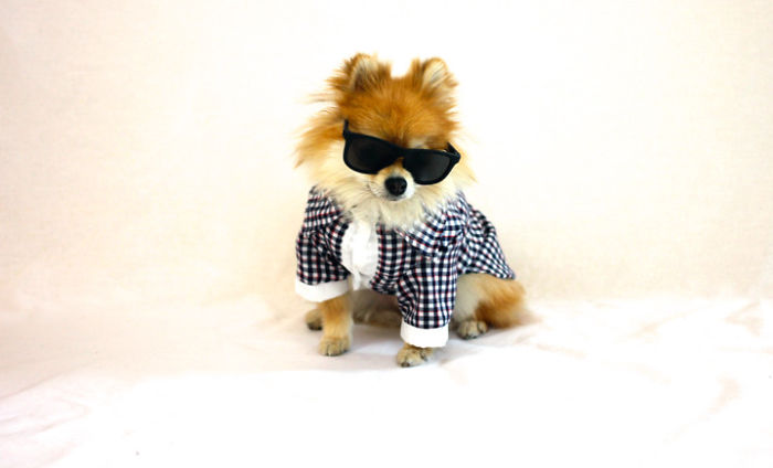 Half Pomeranian / Half Fox Tries To Find His Place In The World Using His Adorable Outfits Half Pomeranian / Half Fox Tries To Find His Place In The World Using His Adorable Outfits