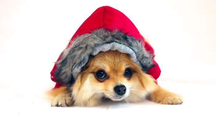 Half Pomeranian / Half Fox Tries To Find His Place In The World Using His Adorable Outfits Half Pomeranian / Half Fox Tries To Find His Place In The World Using His Adorable Outfits