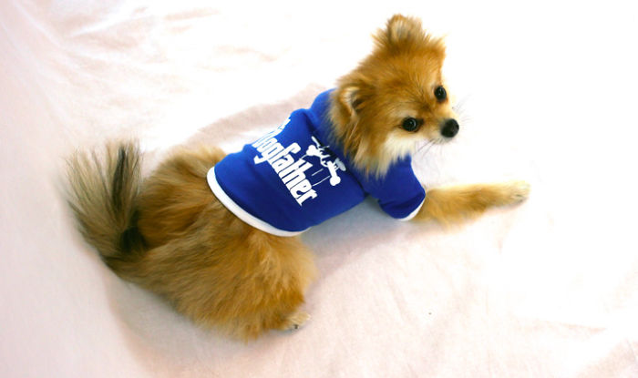 Half Pomeranian / Half Fox Tries To Find His Place In The World Using His Adorable Outfits Half Pomeranian / Half Fox Tries To Find His Place In The World Using His Adorable Outfits