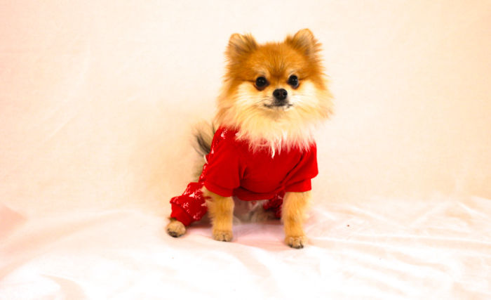Half Pomeranian / Half Fox Tries To Find His Place In The World Using His Adorable Outfits Half Pomeranian / Half Fox Tries To Find His Place In The World Using His Adorable Outfits