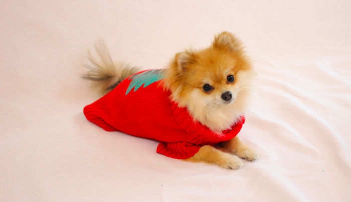 Half Pomeranian / Half Fox Tries To Find His Place In The World Using His Adorable Outfits Half Pomeranian / Half Fox Tries To Find His Place In The World Using His Adorable Outfits
