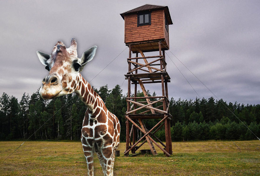 Giraffe In A Countryside
