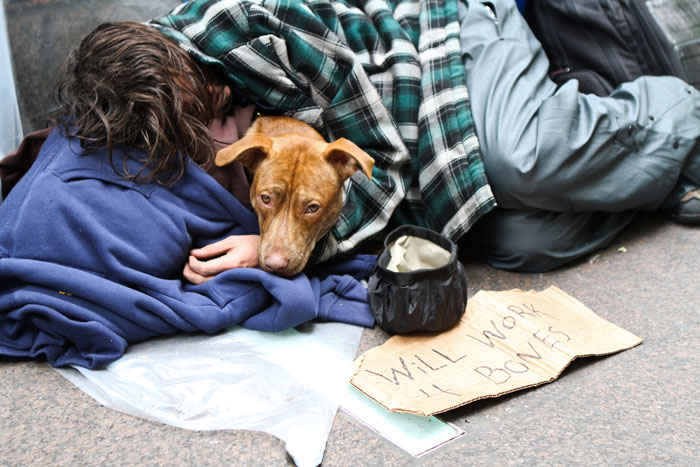 Man And His Dog In Zuccotti Park