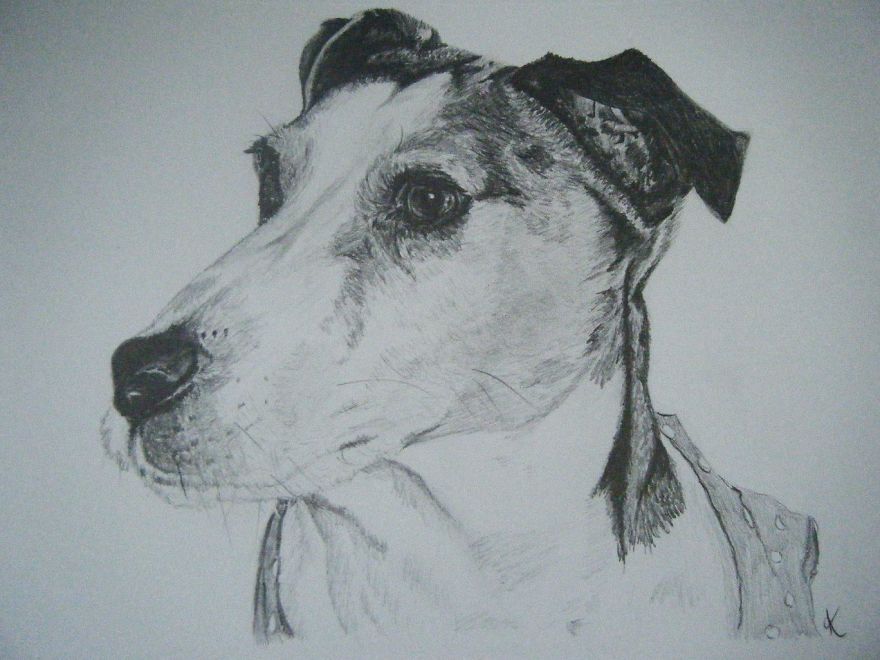 I Draw Realistic Pet Portraits