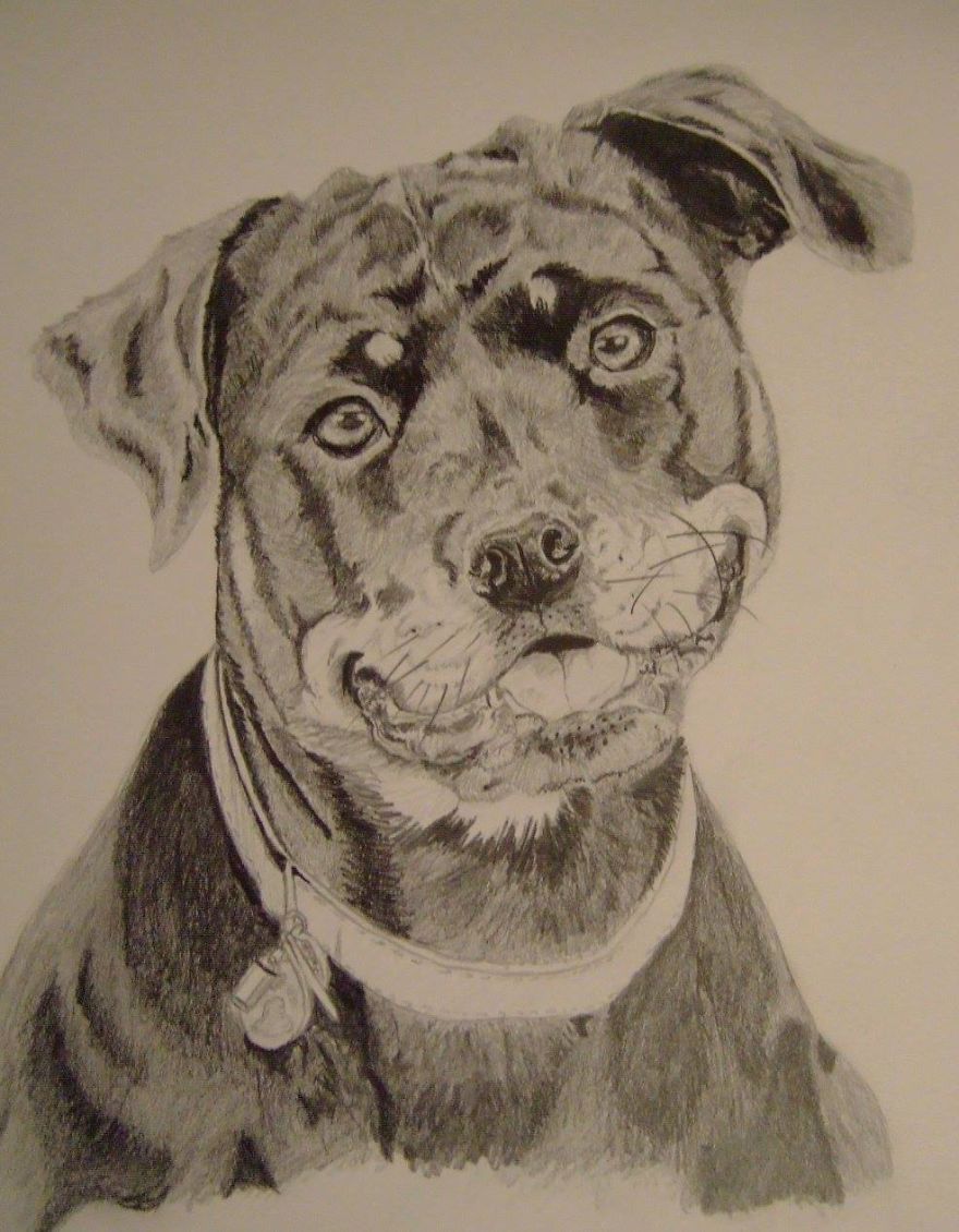 I Draw Realistic Pet Portraits