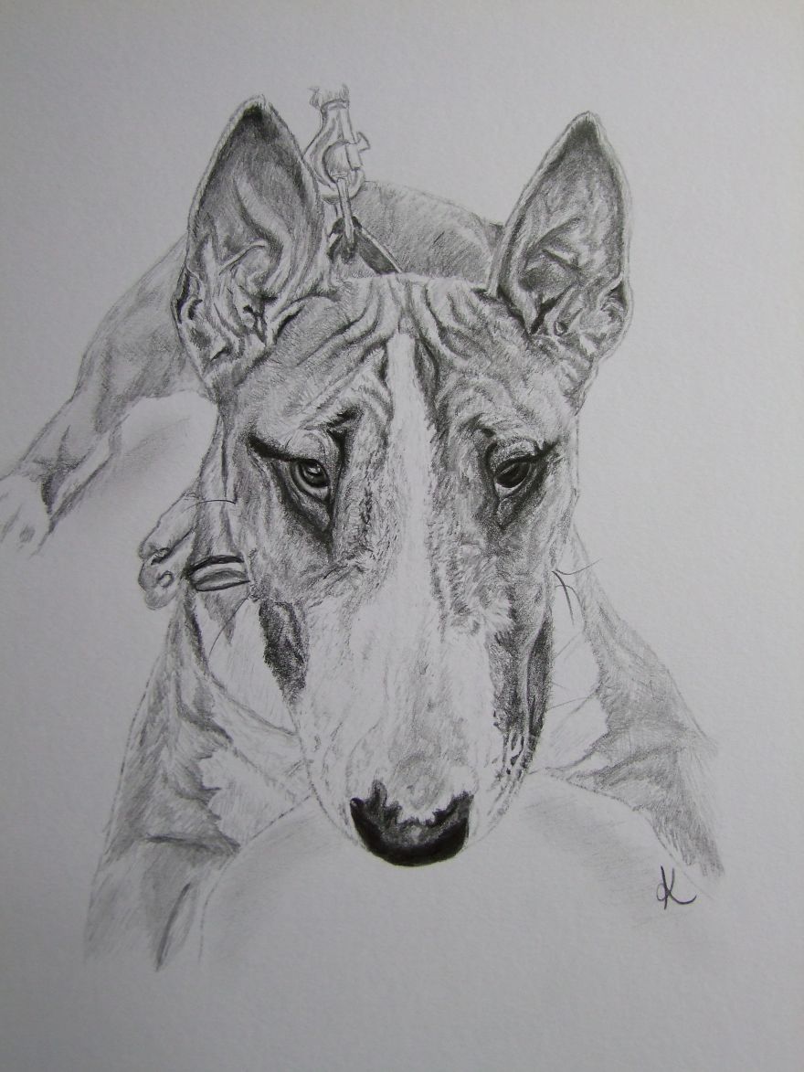 I Draw Realistic Pet Portraits