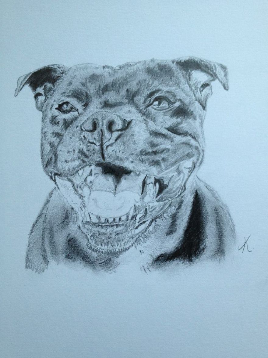 I Draw Realistic Pet Portraits I Draw Realistic Pet Portraits